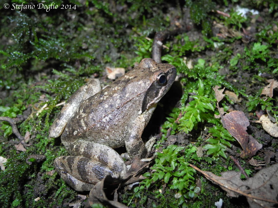 Rana italica